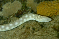 Sharptail Eel