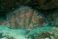 Sheepshead Porgy