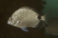 Silver Porgy