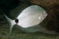 Silver Porgy