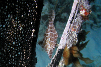 Slender Filefish