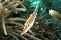 Slender Filefish