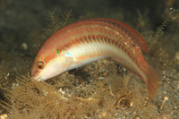 Slippery Dick