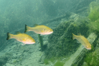 Smallmouth bass, black tailed color variant