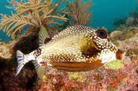 Smooth Trunkfish