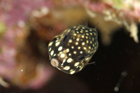 Smooth Trunkfish, juvenile form