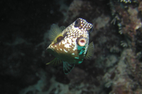 Smooth Trunkfish