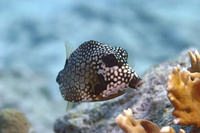 Smooth Trunkfish