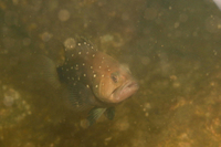 Snowy Grouper, juvenile form