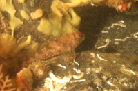 Snubnose Sculpin