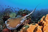 Southern Stingray