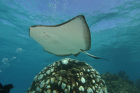 Southern Stingray