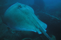 Southern Stingray