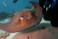 Southern Stingray