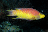 Spanish hogfish