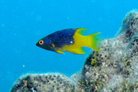 Spanish Hogfish, juvenile form