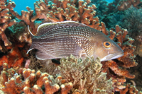 Black Seabass, female coloration