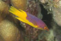 Spanish Hogfish