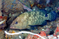 Speckledfin Grouper