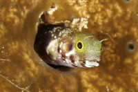 Spinyhead Blenny