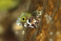 Spinyhead Blenny