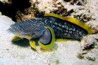 Splendid Toadfish