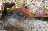 Splendid Toadfish