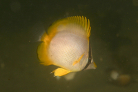 Spotfin Butterflyfish