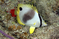 Spotfin Butterflyfish, showing black spot at base of dorsal fin that appears at night.