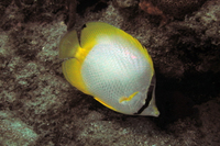 Spotfin Butterflyfish