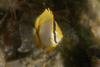 Spotfin Butterflyfish, intermediate form
