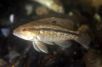 Black Seabass, juvenile form, striped phase