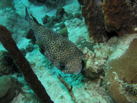 Spot-fin Porcupinefish