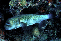 Spot-fin Porcupinefish