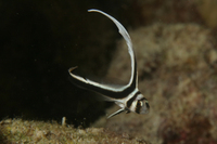 Spotted Drum, Juvenile form