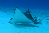 Spotted Eagle Ray