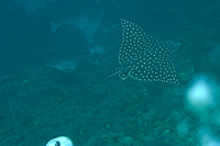 Spotted Eagle Ray