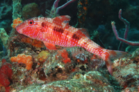 Spotted Goatfish