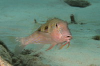 Spotted Goatfish