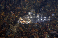 Black Seabass, juvenile form