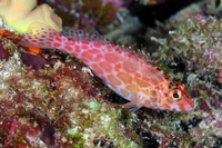 Spotted Hawkfish