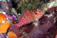 Spotted Hawkfish