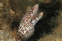 Spotted Moray Eel