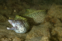 Spotted Moray Eel