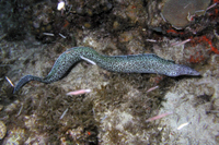 Spotted Moray Eel