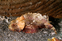 Spotted Scorpionfish