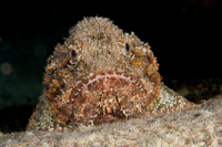 Spotted Scorpionfish