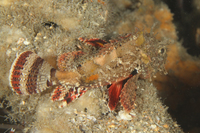 Spotted Scorpionfish