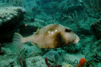 Spotted Trunkfish