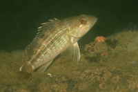 Black Seabass, female coloration